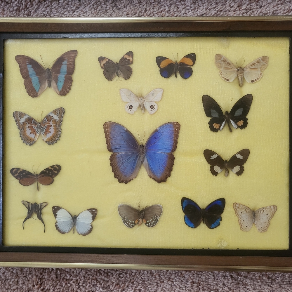 Framed Butterfly Display with Blue and Brown Accents